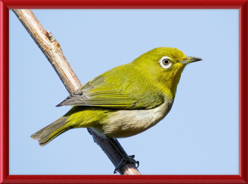 Japanese white-eye at Tennoji Park in Osaka, Japan - Great Pictures Framed