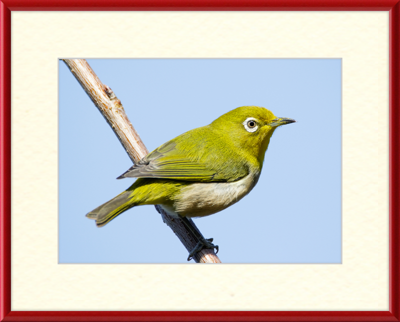Japanese white-eye at Tennoji Park in Osaka, Japan - Great Pictures Framed