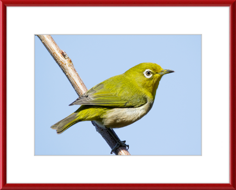 Japanese white-eye at Tennoji Park in Osaka, Japan - Great Pictures Framed