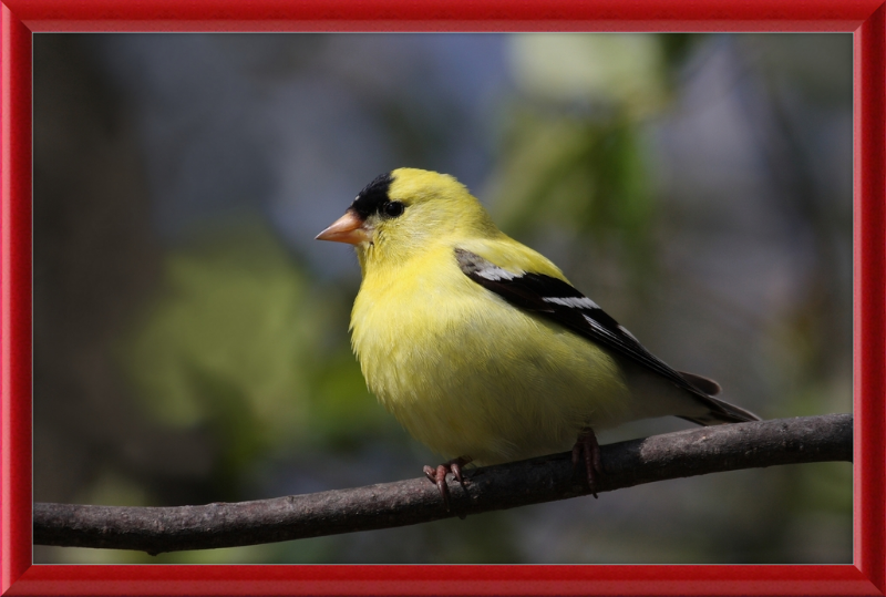 American Goldfinch - Great Pictures Framed