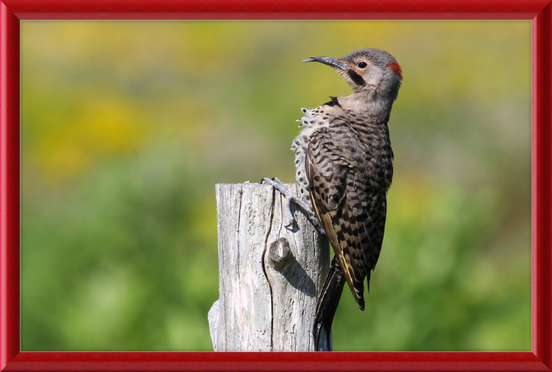 Colaptes Auratus - Great Pictures Framed