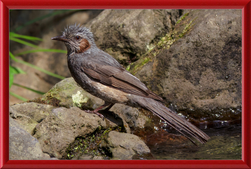 The Brown-Eared Bulbul After Playing with Water - Great Pictures Framed