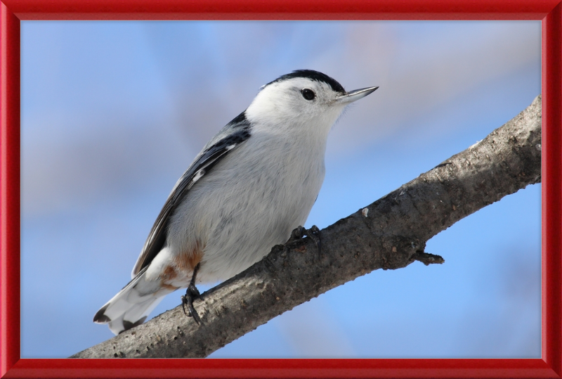 Sitta Carolinensis - Great Pictures Framed