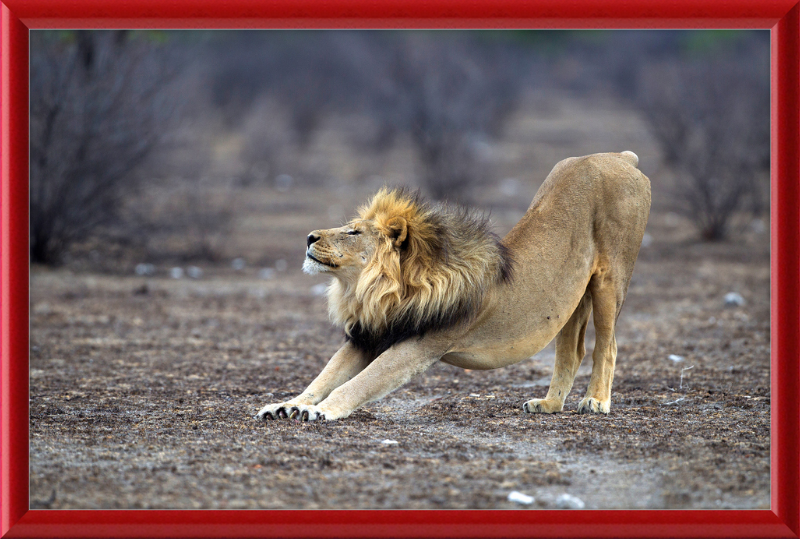 Panthera Leo Stretching in Etosha - Great Pictures Framed