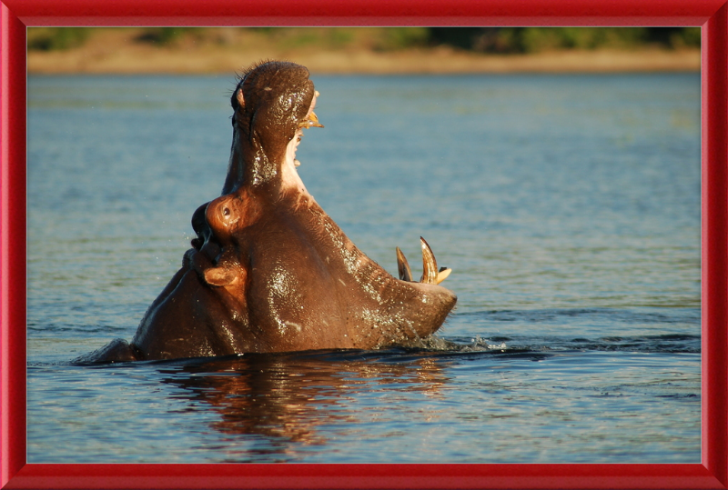 A Hippopotamus at Chobe River Front, Botswana - Great Pictures Framed