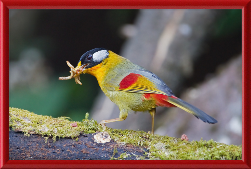 Leiothrix argentauris - Mae Wong - Great Pictures Framed