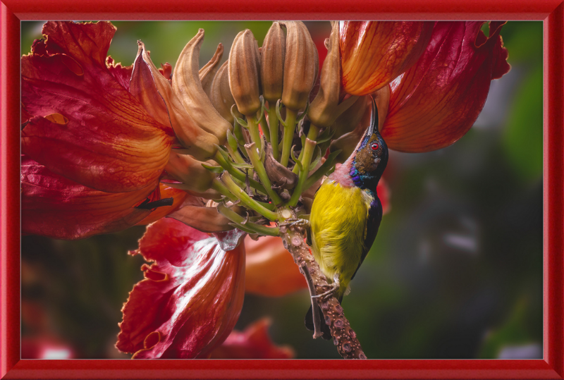 Flowerish Sunbird - Great Pictures Framed
