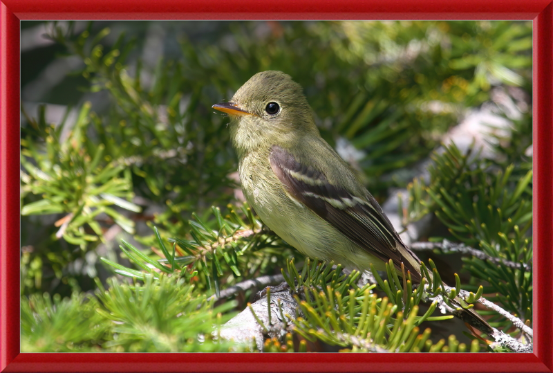 Empidonax Flaviventris - Great Pictures Framed