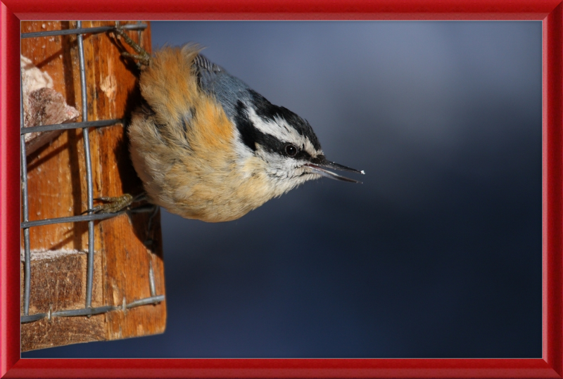 Sitta Canadensis - Great Pictures Framed