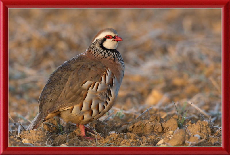 Perdrix Rouge - Great Pictures Framed