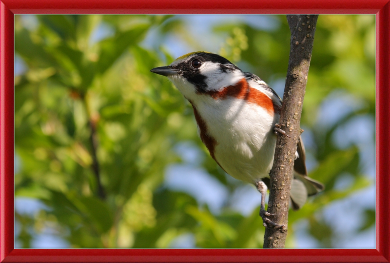 The Chestnut-sided Warbler - Great Pictures Framed