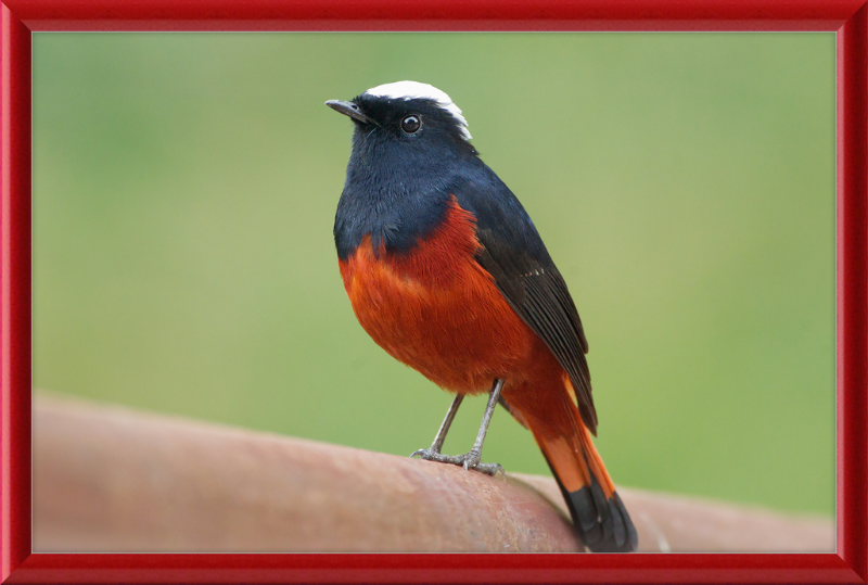 The White-capped Water Redstart - Great Pictures Framed