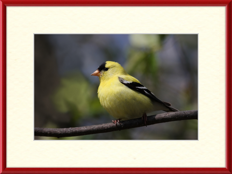 American Goldfinch - Great Pictures Framed