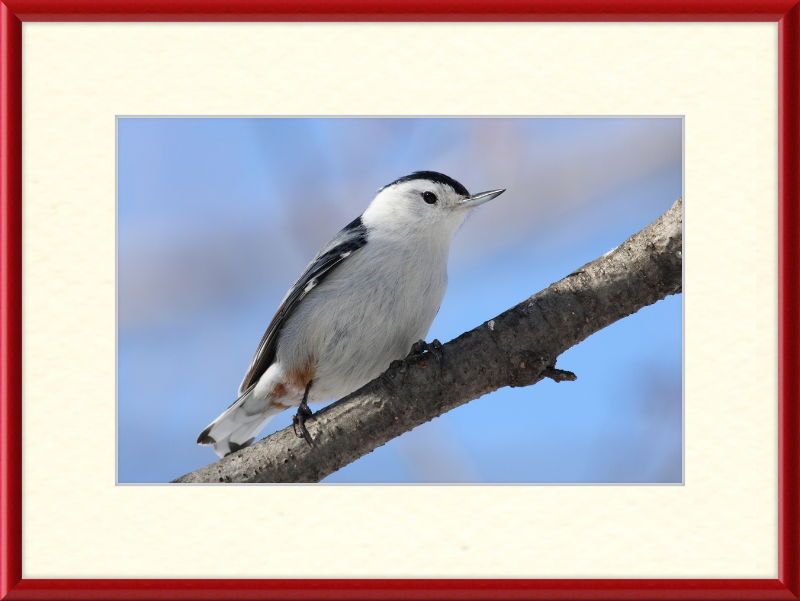Sitta Carolinensis - Great Pictures Framed