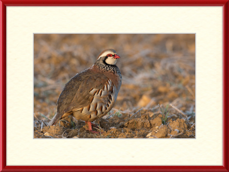Perdrix Rouge - Great Pictures Framed