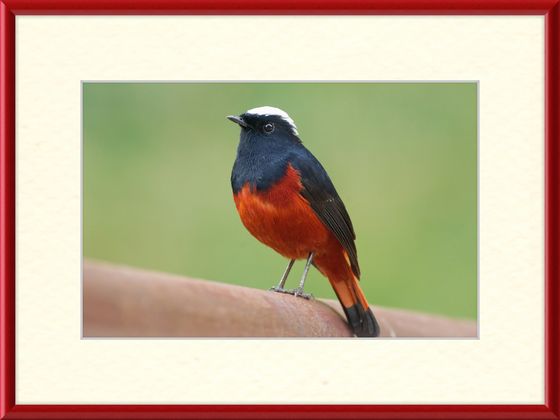 The White-capped Water Redstart - Great Pictures Framed