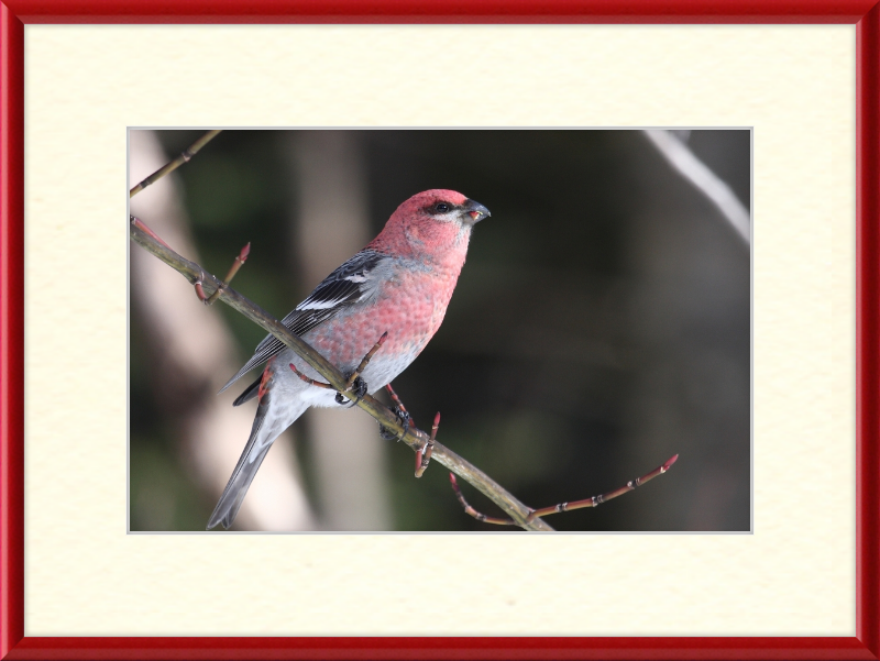 Pinicola Enucleator - Great Pictures Framed
