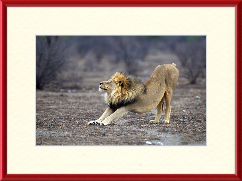 Panthera Leo Stretching in Etosha - Great Pictures Framed