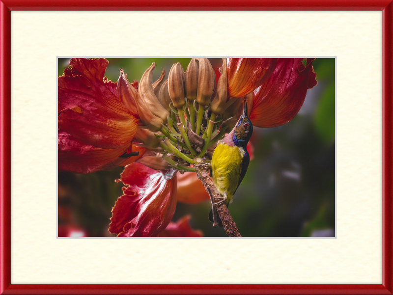 Flowerish Sunbird - Great Pictures Framed