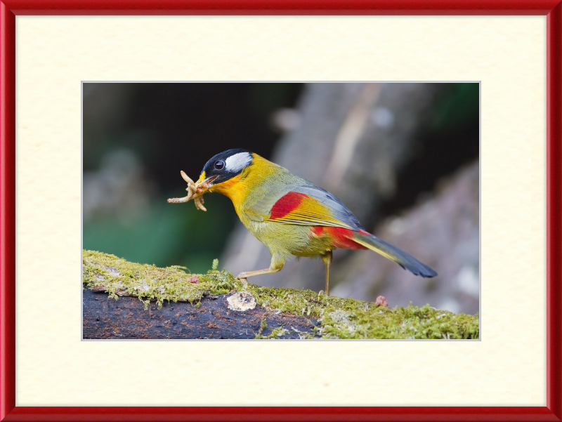 Leiothrix argentauris - Mae Wong - Great Pictures Framed