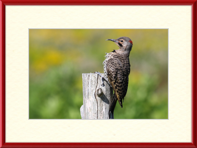 Colaptes Auratus - Great Pictures Framed