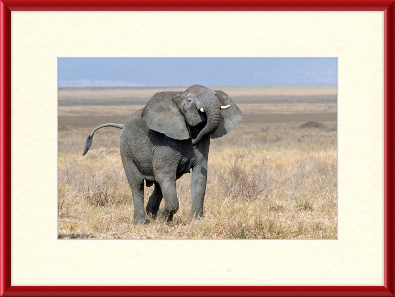 Loxodonta Africana on the Serengeti - Great Pictures Framed