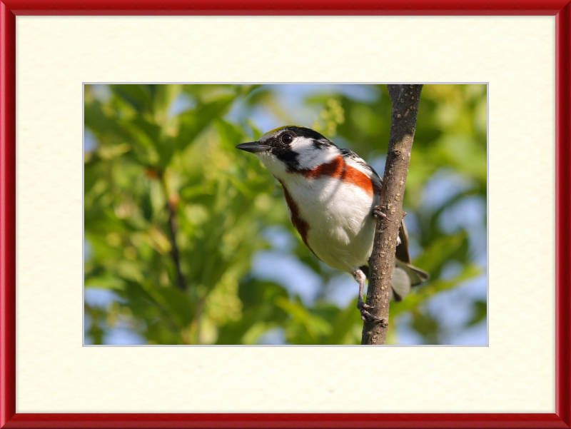 The Chestnut-sided Warbler - Great Pictures Framed