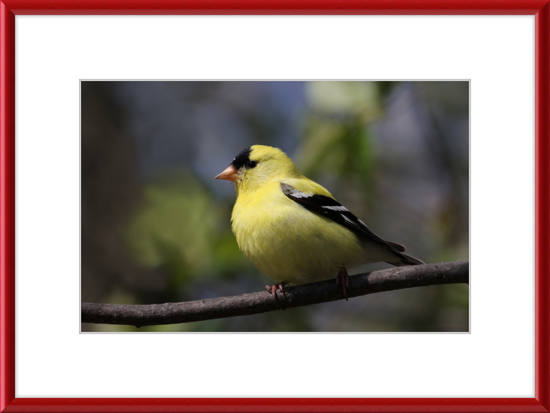 American Goldfinch - Great Pictures Framed
