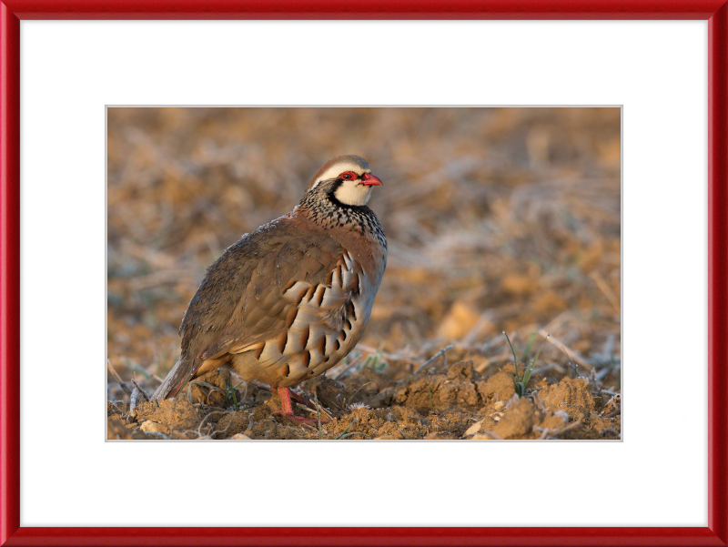 Perdrix Rouge - Great Pictures Framed