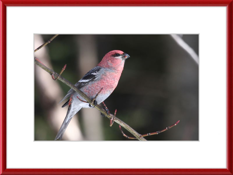 Pinicola Enucleator - Great Pictures Framed