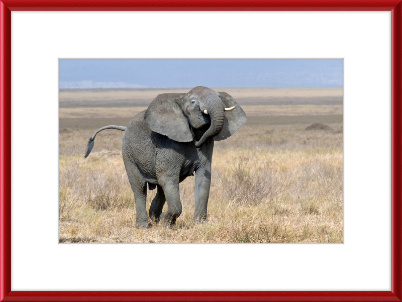 Loxodonta Africana on the Serengeti - Great Pictures Framed
