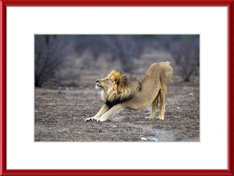 Panthera Leo Stretching in Etosha - Great Pictures Framed