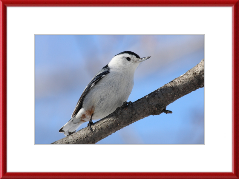 Sitta Carolinensis - Great Pictures Framed