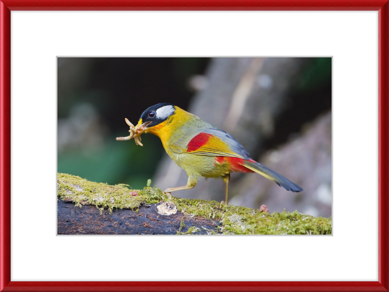 Leiothrix argentauris - Mae Wong - Great Pictures Framed