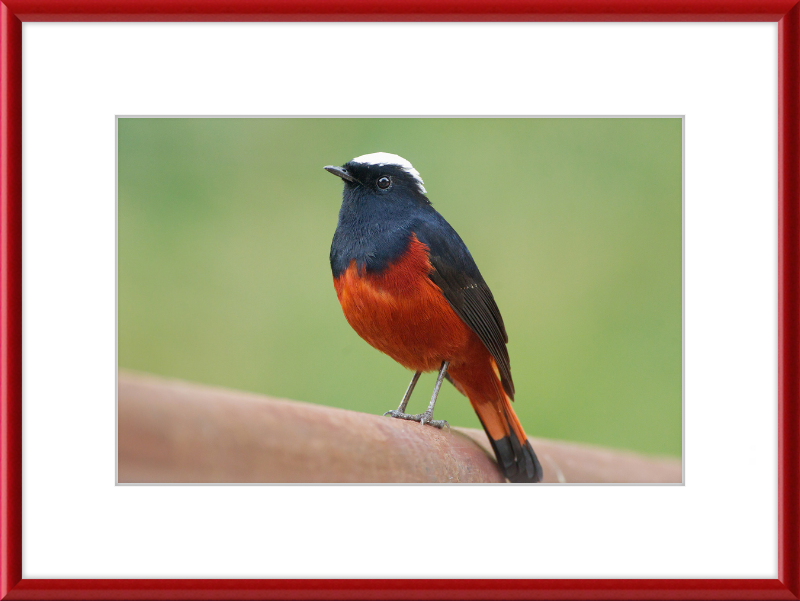 The White-capped Water Redstart - Great Pictures Framed