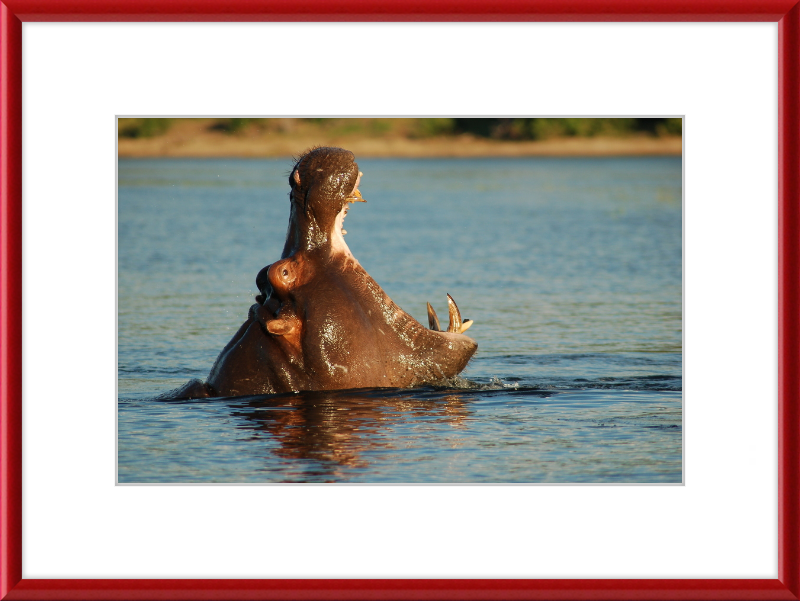 A Hippopotamus at Chobe River Front, Botswana - Great Pictures Framed