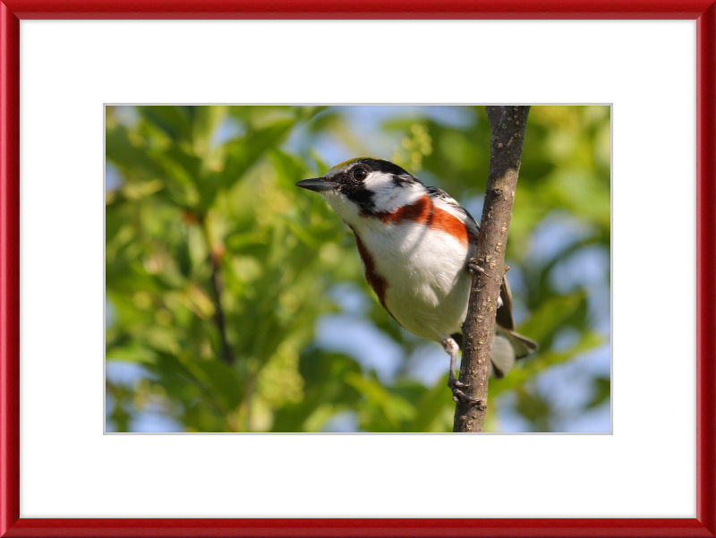 The Chestnut-sided Warbler - Great Pictures Framed
