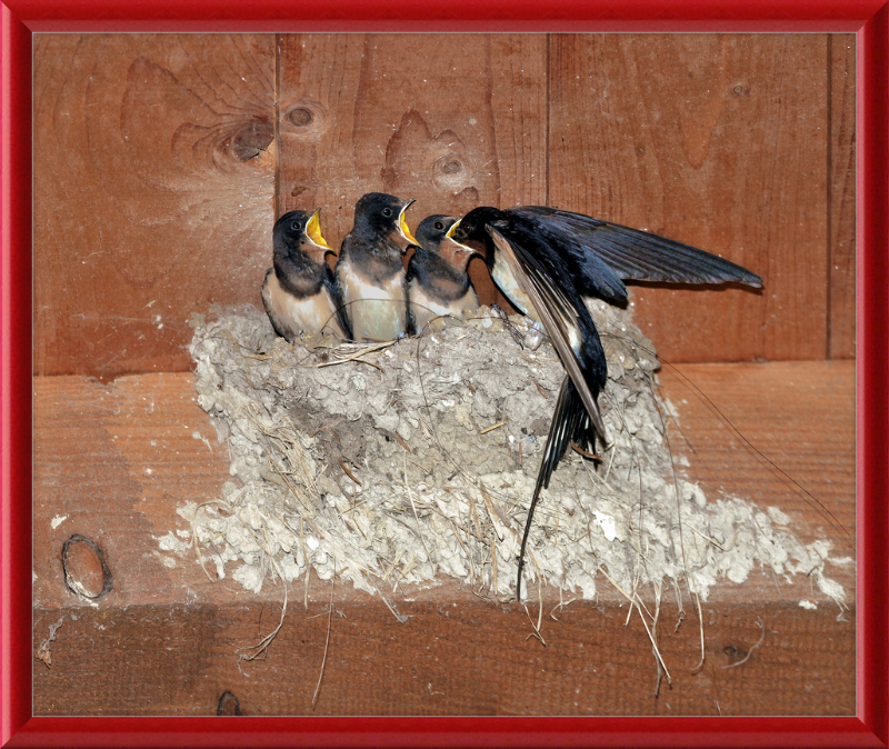 Hirundo Rustica - Great Pictures Framed