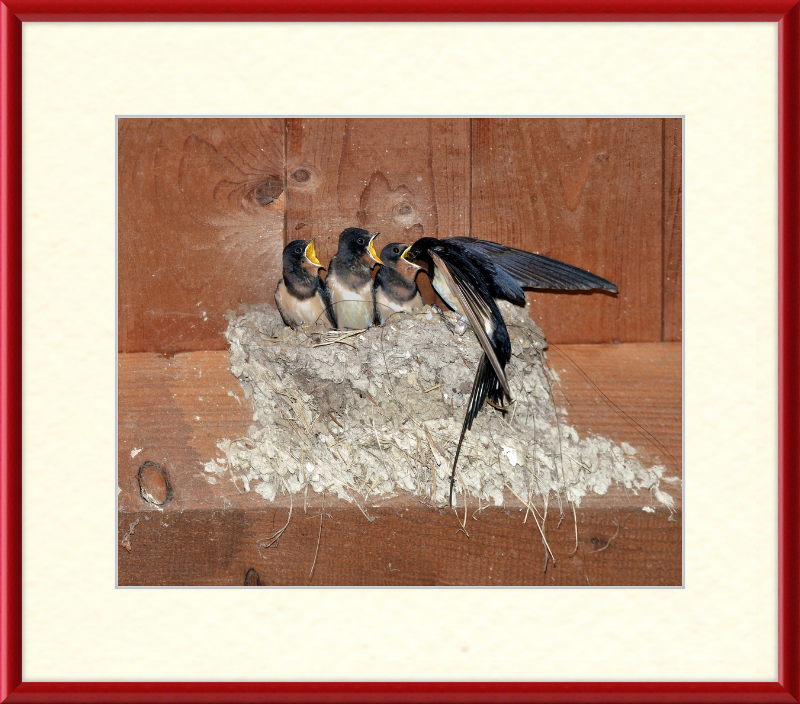 Hirundo Rustica - Great Pictures Framed