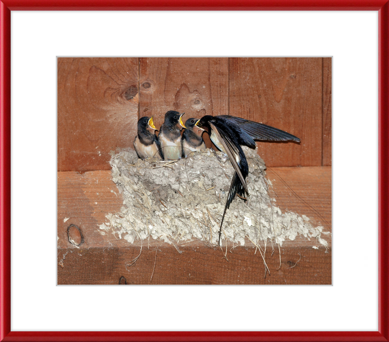 Hirundo Rustica - Great Pictures Framed