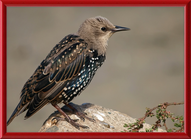 Sturnus vulgaris - Great Pictures Framed