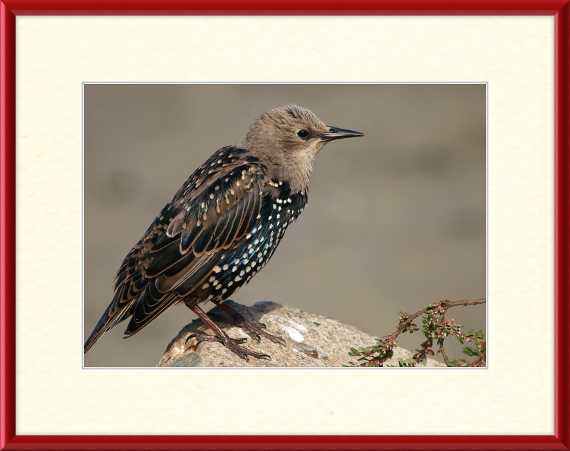 Sturnus vulgaris - Great Pictures Framed