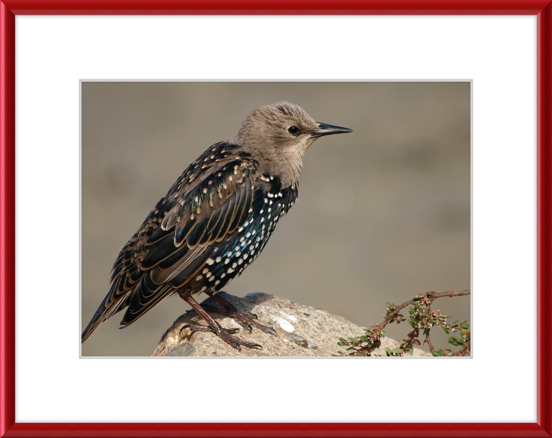 Sturnus vulgaris - Great Pictures Framed