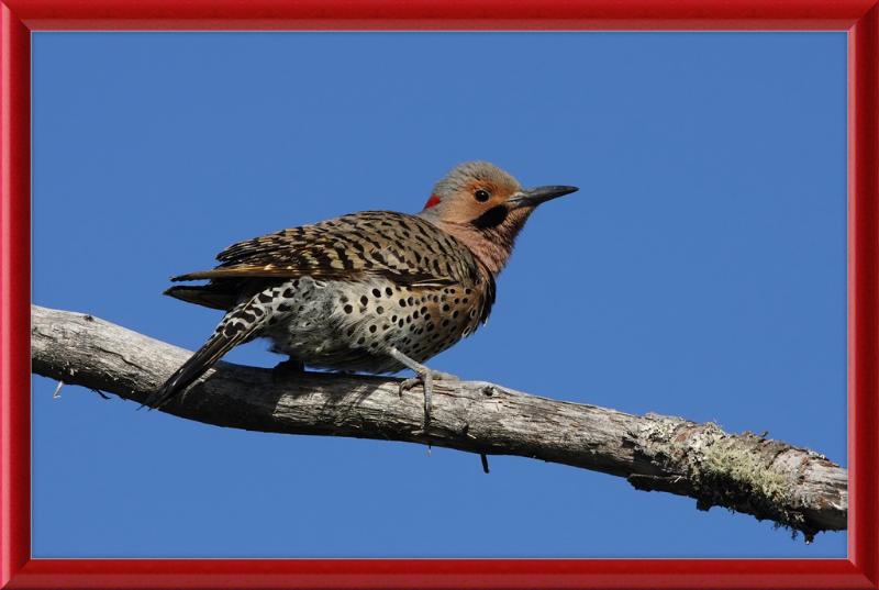 Colaptes Auratus (2) - Great Pictures Framed