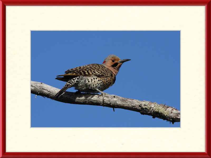 Colaptes Auratus (2) - Great Pictures Framed