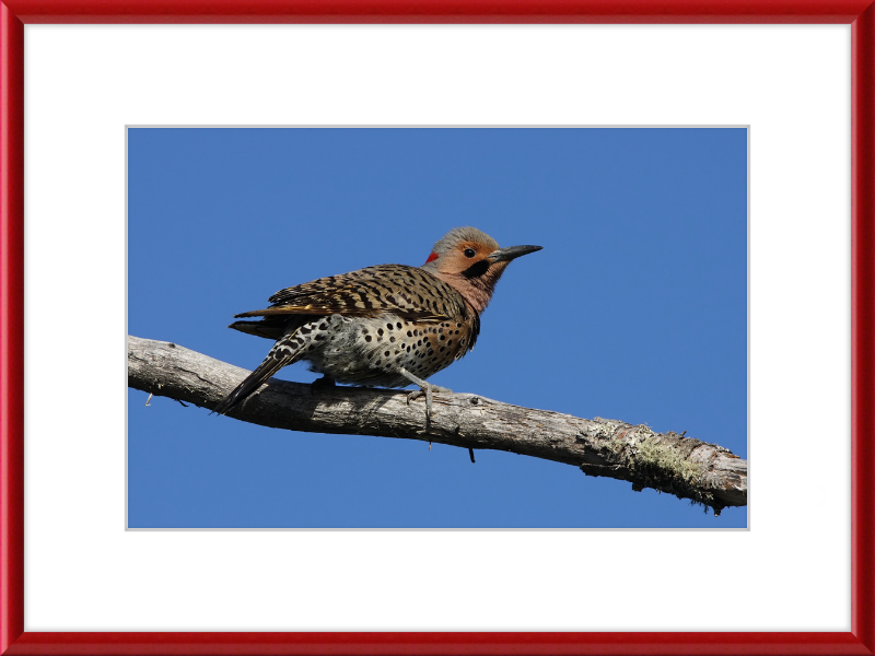 Colaptes Auratus (2) - Great Pictures Framed