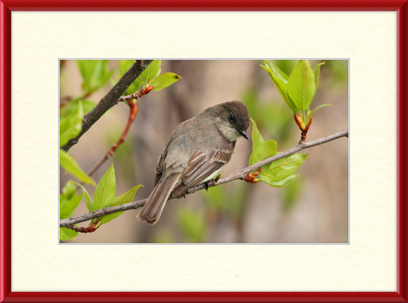 Sayornis phoebe - Great Pictures Framed