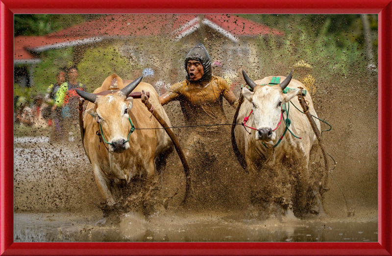 Pacu Jawi in Tanah Datar - Great Pictures Framed