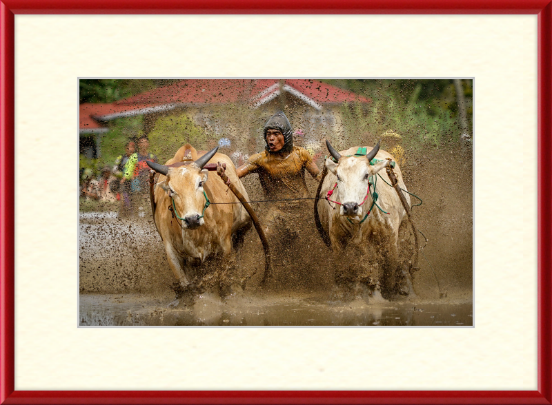 Pacu Jawi in Tanah Datar - Great Pictures Framed