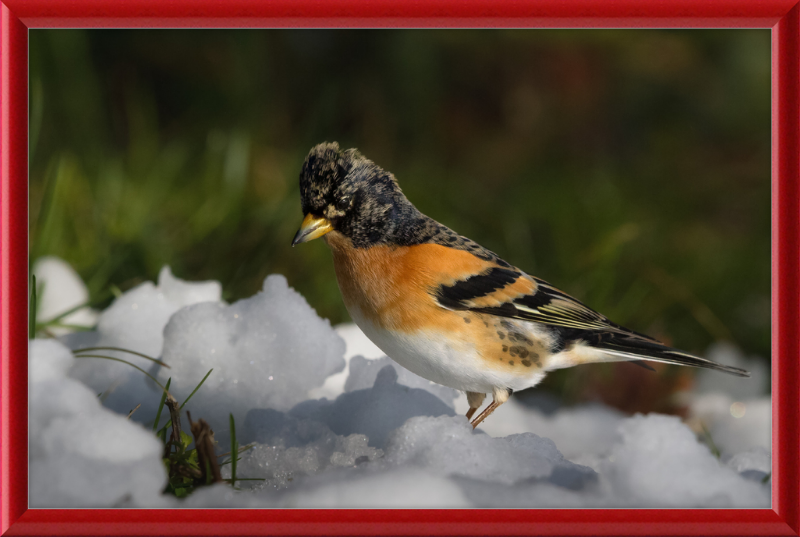 Pinson du Nord - Great Pictures Framed